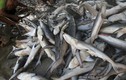Rùng mình cảnh xẻ xác cá mập chất đống ở chợ Indonesia