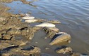 Nghệ An: Cá chết hàng loạt tại hồ đập do nắng nóng