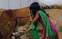 Choáng nghề lấy nước tiểu bò lên ngôi ở Ấn Độ