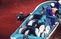 Ám ảnh nghề săn cá voi đẫm máu ở Nhật