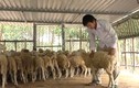 Những trang trại vật nuôi kiếm tiền tỷ giữa lòng phố 