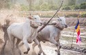 Chùm ảnh: Lễ hội đua bò truyền thống sôi động ở chùa Rô