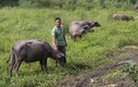 Những tỷ phú Việt giàu đáng kinh ngạc nhờ nuôi trâu bò