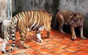 Đại gia Việt tiêu tốn cho thú vui nuôi thú dữ