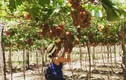 Những điểm du lịch thăm vườn cây ăn trái nổi tiếng trong nước