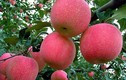Bí mật kinh hoàng của các nhà trồng táo Trung Quốc