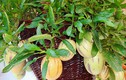 Muôn loại hoa quả cảnh độc đáo đón Tết Đinh Dậu 2017