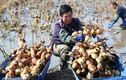 Xem nông dân Trung Quốc thu hoạch củ sen mùa bội thu