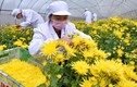 Xem dân Trung Quốc thu hoạch hoa cúc làm thảo dược