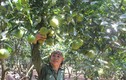 Tận mục những vườn cam lãi tiền tỷ của nông dân Việt 