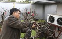 Thăm vườn đào tiền tỷ được chăm sóc đặc biệt ở Nhật Tân