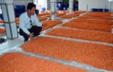Khám phá những cơ sở sản xuất hải sản khô tại VN
