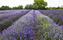  Mê mẩn giữa cánh đồng hoa tại lễ hội Lavender 