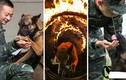 Ngắm xem cảnh sát Trung Quốc huấn luyện chó nghiệp vụ