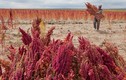Xem nông dân Bolivia thu hoạch “thực phẩm vàng”