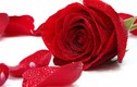 Tác dụng tuyệt vời ít biết của hoa hồng với sức khỏe