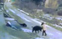Video: Lợn rừng đến tận nhà tấn công, người đàn ông thiệt mạng