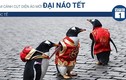 Video: Chim cánh cụt diện áo mới đại náo Tết