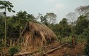 Người sống sót cuối cùng của bộ lạc Amazon, sống cô độc giữa rừng