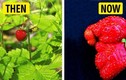 Sự khác biệt giữa hoa quả và rau củ xưa và nay