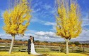 Tuấn Hưng tung ảnh “cưới lần 2” ở Mỹ, dàn sao Việt bất ngờ lên tiếng