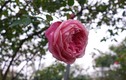 Vườn hồng cổ tuyệt đẹp rực rỡ đón khách ngày Tết