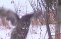 Video: Cú xám quên mất cách bay, ngã sấp mặt xuống tuyết