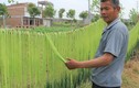 Tận mắt xem cách sơ chế loại rau bán đắt như tôm hùm ở Việt Nam