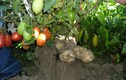Lạ đời cây cà chua “đẻ” ra khoai tây, nhìn phát mê, ăn là ghiền