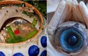 Mắt cá ngừ đại dương, đặc sản đáng sợ nhưng cực ngon ở Phú Yên