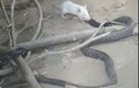 Chuột bạch tung đòn khiến rắn hổ mang chết thảm 