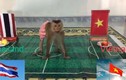 “Nhà tiên tri“ động vật dự đoán Việt Nam thắng Thái Lan tại Vòng loại WC 2022