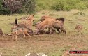 Video: Linh cẩu trả giá đắt vì dám lộng hành trong lãnh thổ của sư tử 
