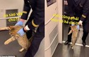 Video: Mèo bị đuổi khỏi tàu cao tốc vì không có vé 
