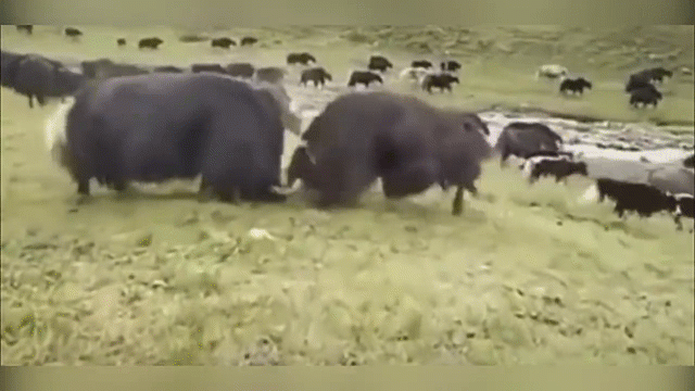 Video : Gay cấn màn đối đầu của bò xạ hương với đồng loại