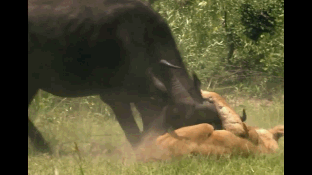 Video: Săn nghé con, sư tử cái bị trâu rừng húc thủng đùi
