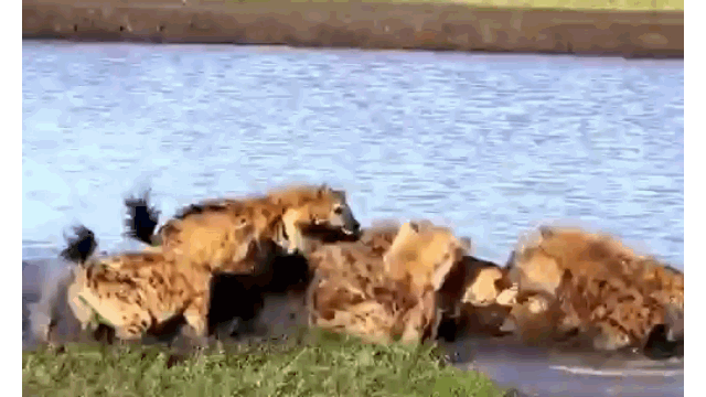 Bị 15 con linh cẩu vây giết, sư tử vẫn thoát chết khó tin