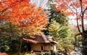Mê mẩn ngắm mùa thu lá vàng lá đỏ ở Nhật Bản