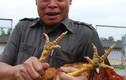 Kinh ngạc “tập đoàn gà thần” ở Bắc Ninh