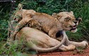Sư tử mẹ nghiến răng cắn đuôi sư tử con