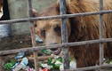 Phẫn nộ cảnh hai chú gấu bị biến thành “ma men“