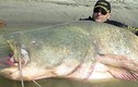 Câu được cá trê khổng lồ dài gần 3m, nặng 121kg