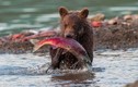 Màn săn cá hồi ngoạn mục của những chú gấu xám