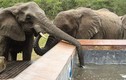 60 con voi vào khu du lịch, uống cạn nước bể bơi