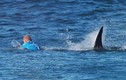 VĐV lướt ván bị cá mập tấn công trên sóng trực tiếp