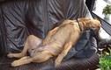 Tư thế ngủ cực “vô duyên” của cún cưng
