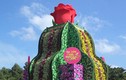 Thác hoa tươi cao nhất VN ở Đồng Tháp: lộ hoa giả... bệnh thành tích