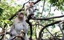 Chuyện lạ về đàn khỉ nương náu ngôi chùa ở Vũng Tàu