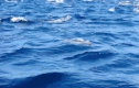 Kỳ thú hiện tượng cá heo tăng động “chạy tán loạn“
