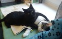 Mèo điều dưỡng cực dễ thương chăm sóc bệnh nhân động vật